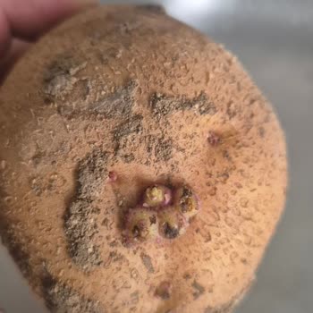 Bozuk Ve Süresi Geçmiş Gıda Ürünleri Nedeniyle Sağlık Endişesi