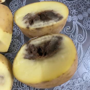 BİM'den Aldığım Patateslerde Çürüklük: İade Talebim