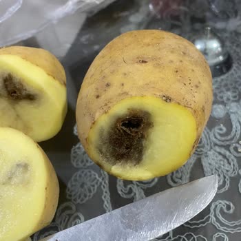 BİM'den Aldığım Patateslerde Çürüklük: İade Talebim