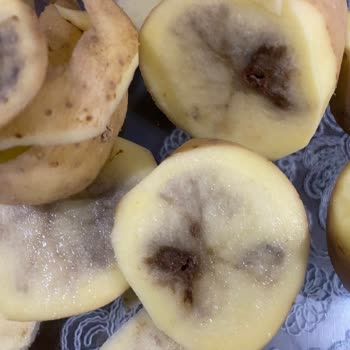 BİM'den Aldığım Patateslerde Çürüklük: İade Talebim