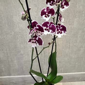 Kırık Orkide Dalı: Bauhaus Antalya’da Değişim Talebi