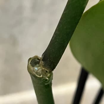 Kırık Orkide Dalı: Bauhaus Antalya’da Değişim Talebi