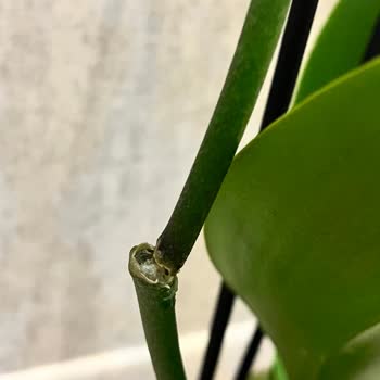 Kırık Orkide Dalı: Bauhaus Antalya’da Değişim Talebi