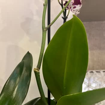 Kırık Orkide Dalı: Bauhaus Antalya’da Değişim Talebi