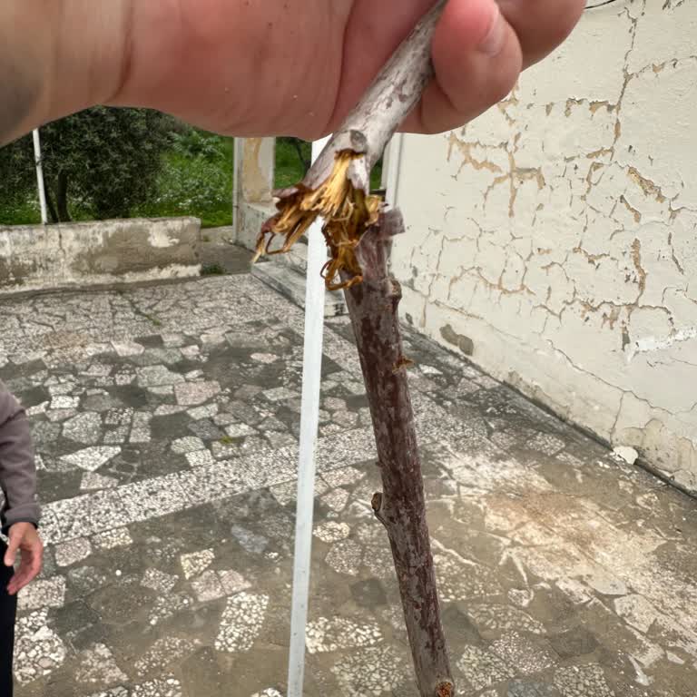 Yanıltıcı Görseller Ve Kırık Fidanlar Nedeniyle İade Talebi