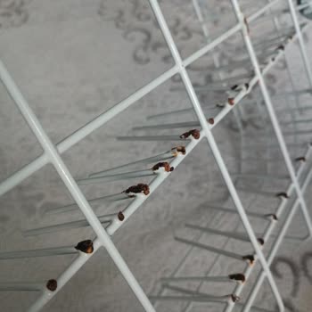 Altus Bulaşık Makinesinin Alt Sepetinde Paslanma Ve Boya Atması