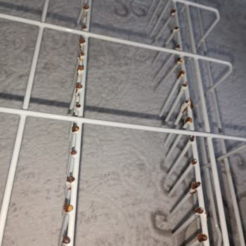 Altus Bulaşık Makinesinin Alt Sepetinde Paslanma Ve Boya Atması