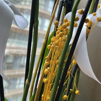 Solmuş Orkide Teslimatı İçin İade Ve Telafi Talebi