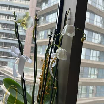 Solmuş Orkide Teslimatı İçin İade Ve Telafi Talebi