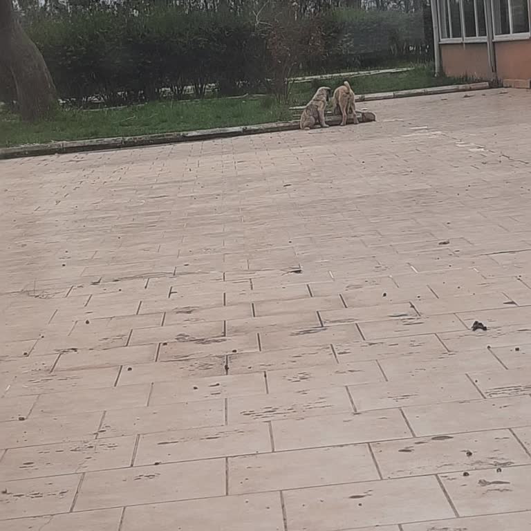 Sahipsiz Köpekler Havuz Hijyenini Bozuyor Ve Çocukları Korkutuyor