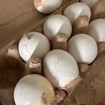 Migros Sanal Market’te Hasarlı Yumurtalar Ve İade Reddi