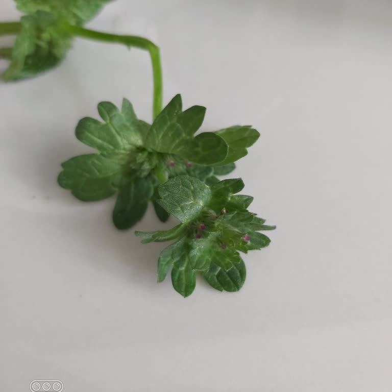 Maydanozda Farklı Otların Bulunması