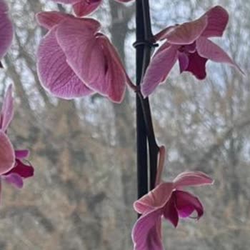 Solmuş Orkide Ve Kaba Müşteri Desteği İle Yaşadığım Mağduriyet