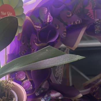 Solmuş Orkide Ve Kaba Müşteri Desteği İle Yaşadığım Mağduriyet