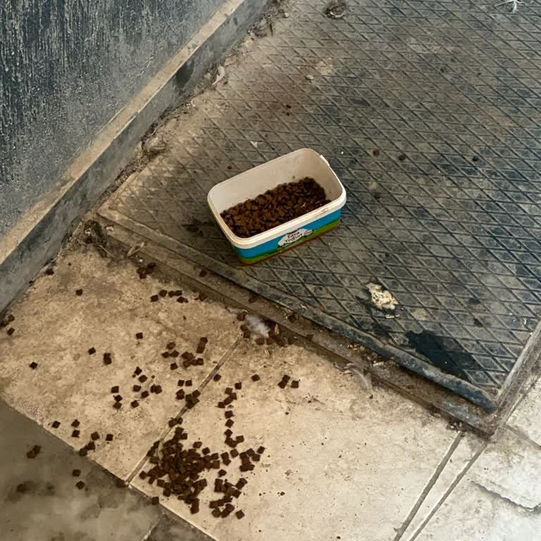 N11'den Kedi Maması Erken Bozuldu, Ücret İadesi Talep Ediliyor