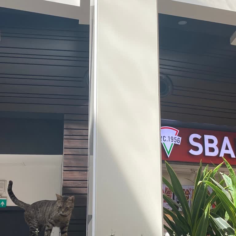 Yemek Katında Kediler Hijyen Sorunu Ve İştah Kaçırması