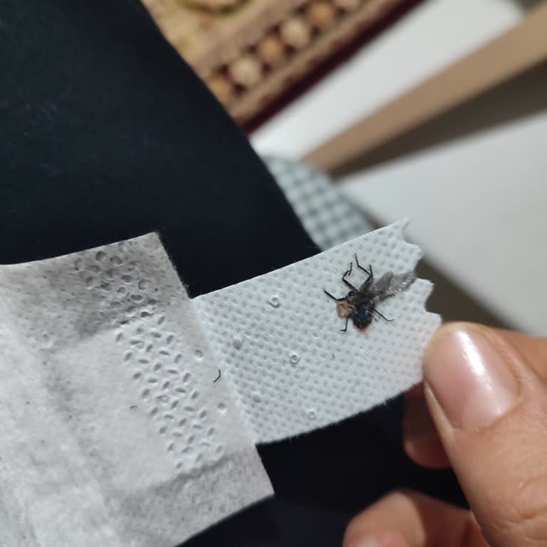 Bebek Bezinde Sinek Ölüsü Görülmesi Ve Güven Kaybı