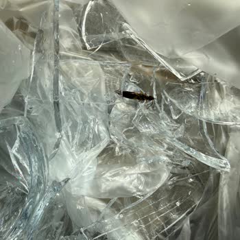 Damacana Suyunda Böcek Görüldü