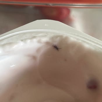Activia Yoğurdunda Böcek Bulunması Sağlık Endişesi Yaratıyor