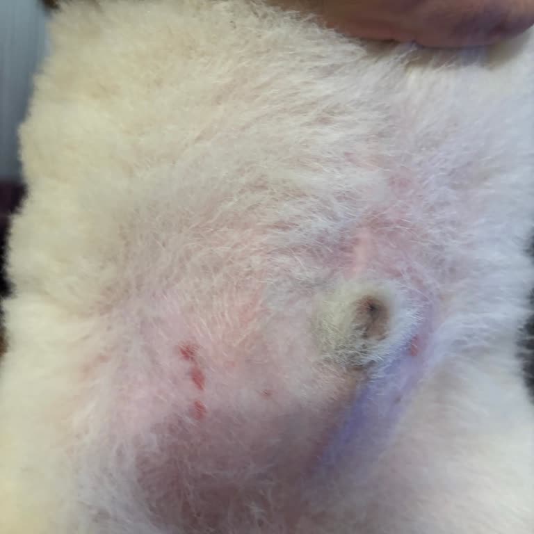 Lena Pet Grooming Tıraş Esnasında Köpeğe Zarar Verdi