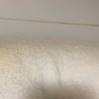 Sağlık Riski Tahtakurusu Ve Hijyen Sorunu Oda Değiştirmeyle Çözülmedi