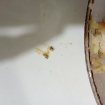 Eti Cici Bebe Bisküvi İçinde Taş Bulunması Ve Şirketin Cevapsızlığı