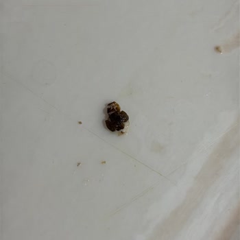 Eti Lifalif Yulaf Ürünün İçinde Böcek Tespiti