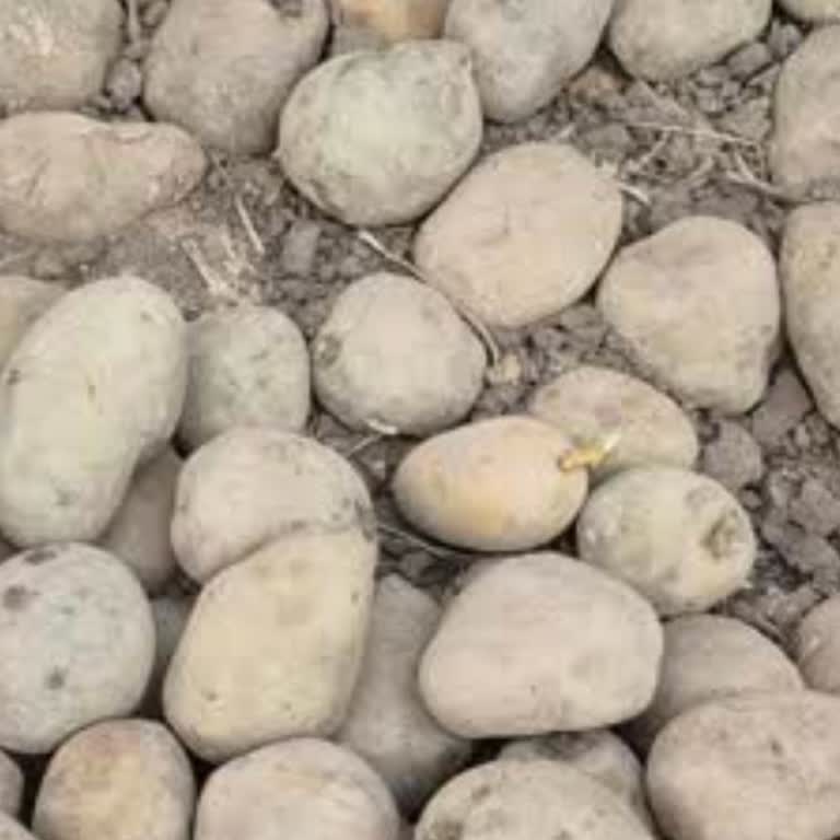 Patates Kalitesi Kabus, Personel Duyarsızlığı