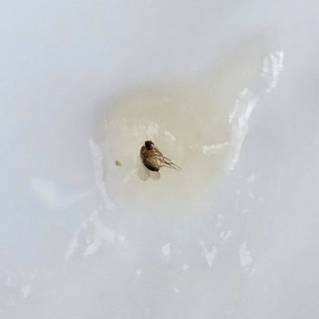 Burcu Gıdanın 2500035079 Lottaki Enginar Konservesinde Böcek Ve Cevapsızlık