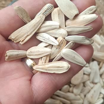 Çerezya Kırık Çekirdekli Ay Çekirdeği Kalite Şikayeti