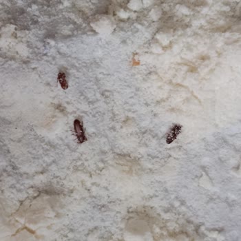 BİM Efsane Un Böceklenmiş!