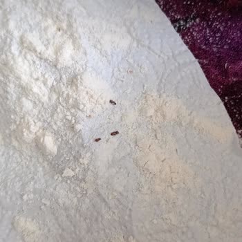 BİM Efsane Un Böceklenmiş!