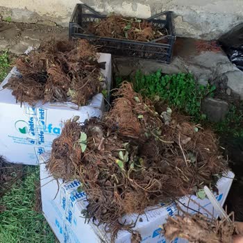 İntfa Tarım 3500 Çilek Fidesi Siparişinde Yarım Kalan Teslimat Ve Cevapsız Müşteri Hizmetleri