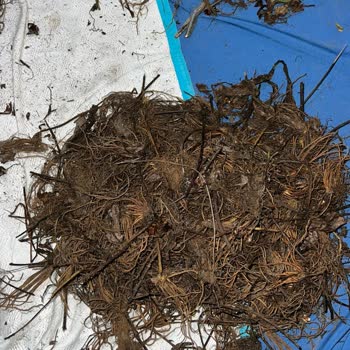 İntfa Tarım 3500 Çilek Fidesi Siparişinde Yarım Kalan Teslimat Ve Cevapsız Müşteri Hizmetleri