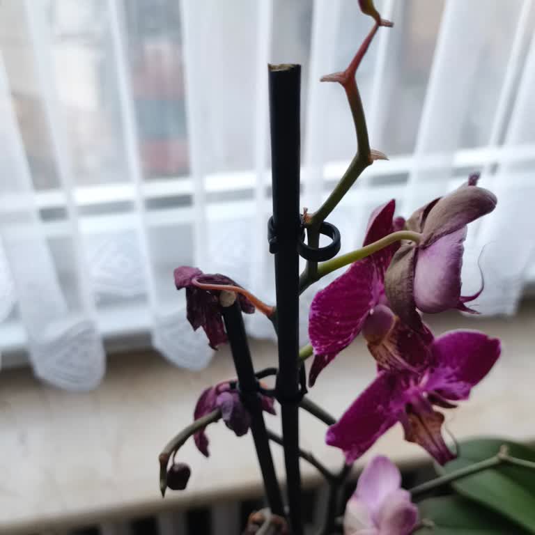 Solmuş Orkide Ürün Değişimi Ve İade Talebi