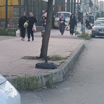 Fatih Mahallesi’nde Sokak Köpek Saldırısı Ve Acil Önlem Talebi