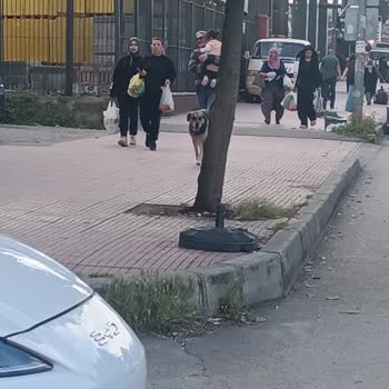 Fatih Mahallesi’nde Sokak Köpek Saldırısı Ve Acil Önlem Talebi