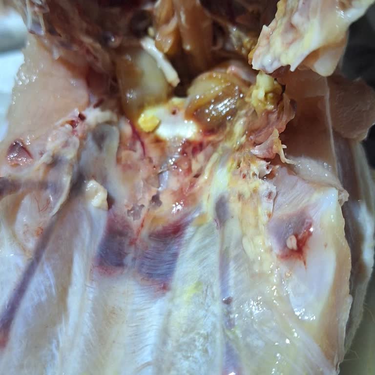 A101'deki Gedik Tavuk Bozuk Çıktı Ve Süresi Henüz Dolmadı