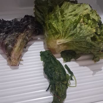 Garanti Süresi Dolmadan Sebze Çekmecesinde Buz Sorunu Ve Kalıcı Onarım Ya Da Ürün Değişimi Talebi