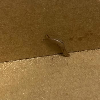 Pizza İçinde Salyangoz Hijyen İhlali Ve Müşteri Hizmetlerinin İlgisizliği