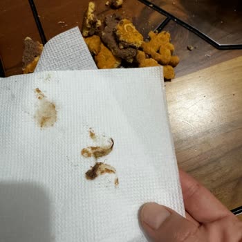 Migros’ta Ülker Probis Çikolatasında Böcek Ve Gıda Güvenliği Endişesi