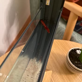 Poyel Decor Balığa Uygun Olmayan Akvaryum