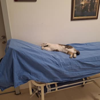 Murat Dilmener Acil Durum Hastanesi Servislerin İçinde Fazlasıyla Kedi Olması