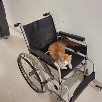 Murat Dilmener Acil Durum Hastanesi Servislerin İçinde Fazlasıyla Kedi Olması