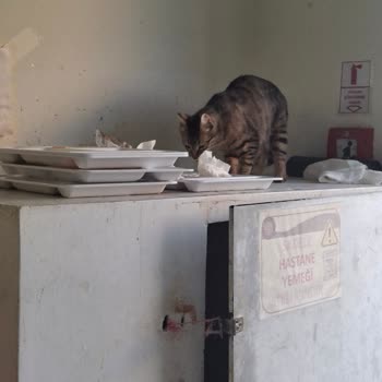 Murat Dilmener Acil Durum Hastanesi Servislerin İçinde Fazlasıyla Kedi Olması