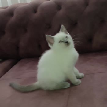 Ücretli İlan Paketi Aldım İlanlarım Sürekli Kaldırılıyor Ve Destek Cevapsız