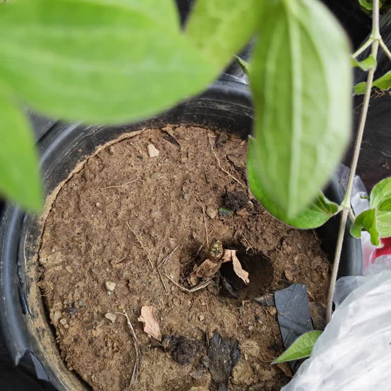 Renk Hatası Ve Hasarlı Çiçek Gönderimi İçin Ücretsiz Doğru Renk Talebi