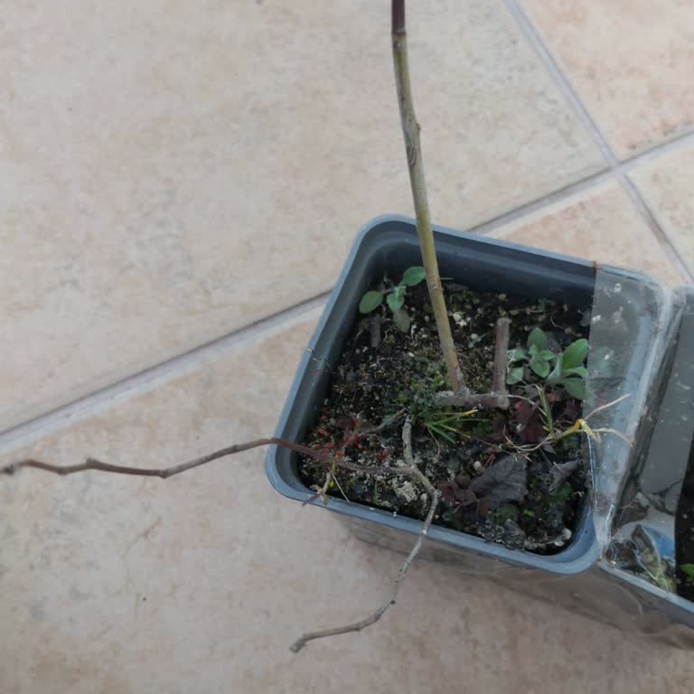 Toprak Fidancılık Şikayeti