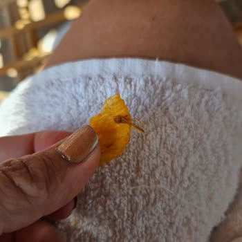 Migros Cipsinde Canlı Böcek: Gıda Güvenliği Şikayeti