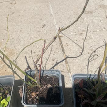 Yanlış Gönderilen Yaban Mersini Fidesi İçin Tam İade Talebi